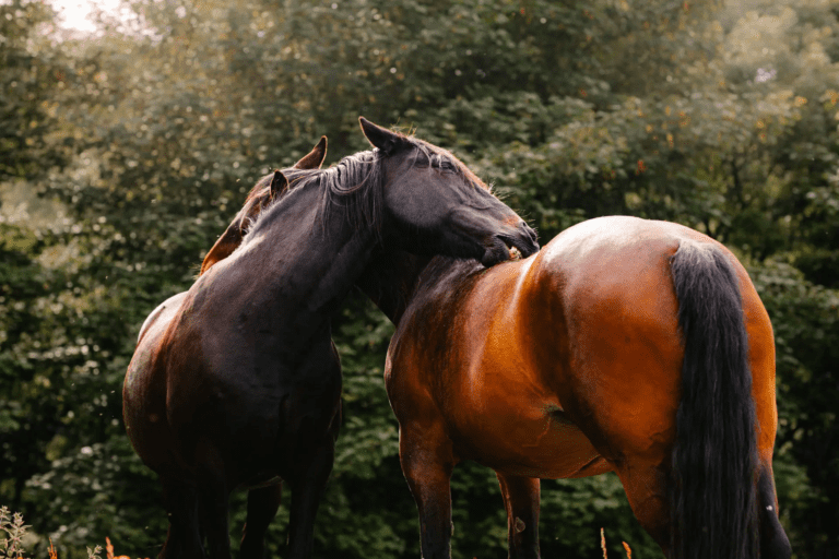 Mucky Unicorn Phase 2